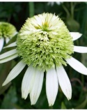 Jeżówka- Echinacea 'Coconut Lime' (GK)