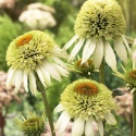 Jeżówka- Echinacea 'Coconut Lime' (GK)