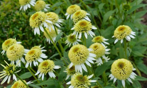 Jeżówka- Echinacea 'Coconut Lime' (GK)