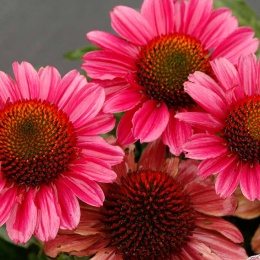 Jeżówka- Echinacea 'Delightful Radiance' (L)
