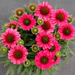 Jeżówka- Echinacea 'Delightful Radiance' (L)