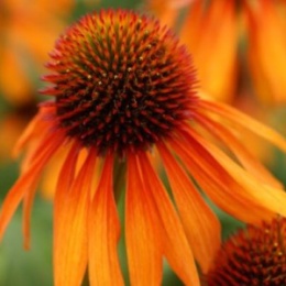 Jeżówka- Echinacea 'Dutch Royalty' (L)