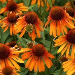 Jeżówka- Echinacea 'Dutch Royalty' (L)