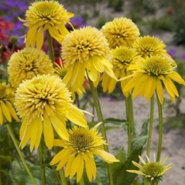 Jeżówka- Echinacea 'Eccentric Yellow' (L)