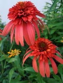 Jeżówka- Echinacea 'Hot Papaya' (W)