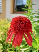 Jeżówka- Echinacea 'Hot Papaya' (W)