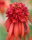 Jeżówka- Echinacea 'Hot Papaya' (W)