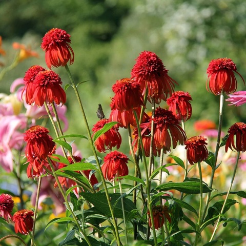 Jeżówka- Echinacea 'Hot Papaya' (W)