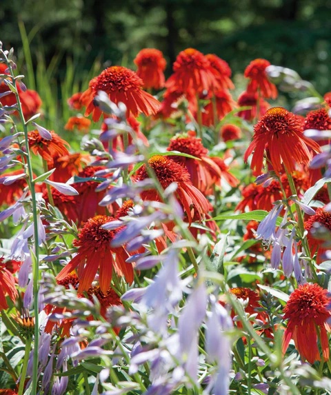 Jeżówka- Echinacea 'Hot Papaya' (GK)