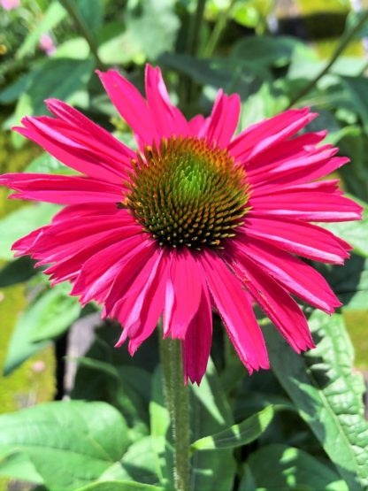 Jeżówka- Echinacea 'Kismet Raspberry' (L)