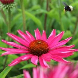 Jeżówka- Echinacea 'Kismet Raspberry' (L)