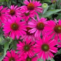 Jeżówka- Echinacea 'Kismet Raspberry' (L)
