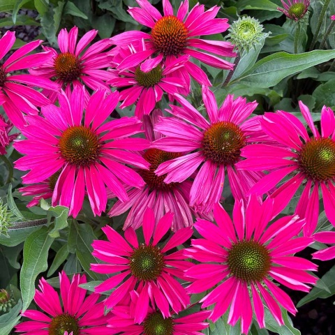 Jeżówka- Echinacea 'Kismet Raspberry' (L)