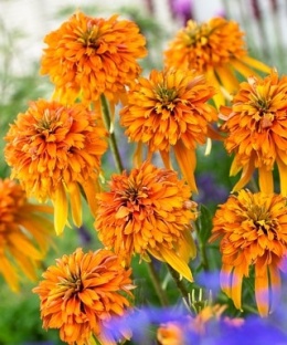 Jeżówka- Echinacea 'Marmalade' (W)