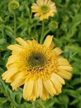 Jeżówka- Echinacea 'Meteor Yellow' (L)