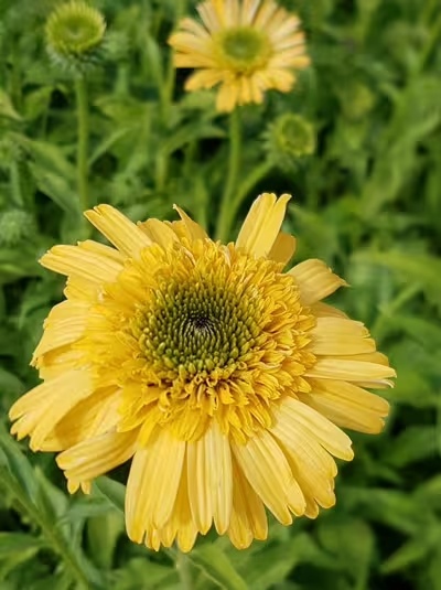 Jeżówka- Echinacea 'Meteor Yellow' (L)