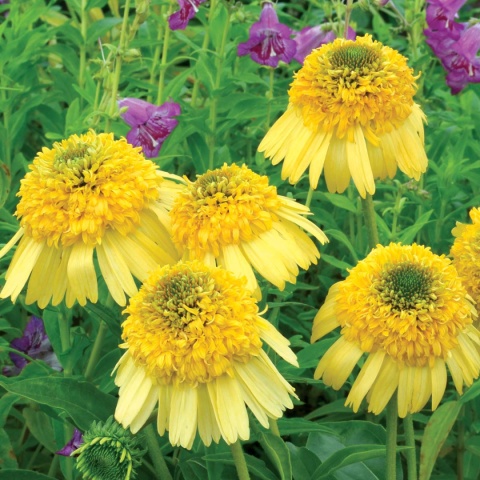 Jeżówka- Echinacea 'Meteor Yellow' (L)