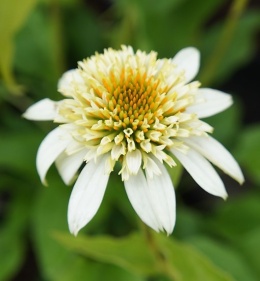 Jeżówka- Echinacea 'Milkshake' (W)