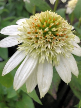 Jeżówka- Echinacea 'Milkshake' (L)