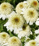 Jeżówka- Echinacea 'Milkshake' (L)