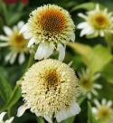 Jeżówka- Echinacea 'Milkshake' (L)
