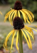 Jeżówka- Echinacea Paradoxa (L)