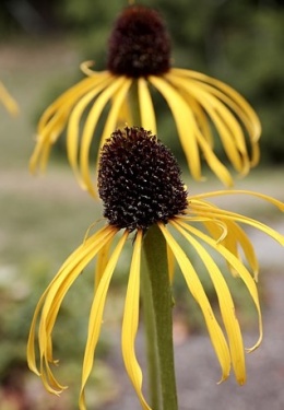 Jeżówka- Echinacea Paradoxa (L)