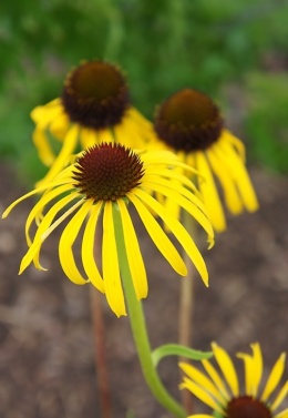 Jeżówka- Echinacea Paradoxa (L)