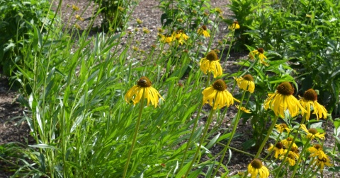 Jeżówka- Echinacea Paradoxa (L)