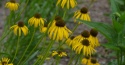 Jeżówka- Echinacea Paradoxa (L)