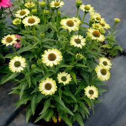 Jeżówka- Echinacea 'Prima Lime' (L)