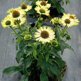 Jeżówka- Echinacea 'Prima Lime' (GK)