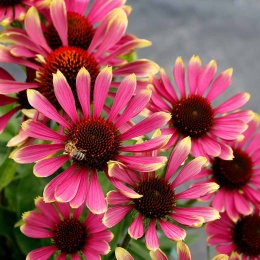 Jeżówka- Echinacea 'Prima Spider' (L)