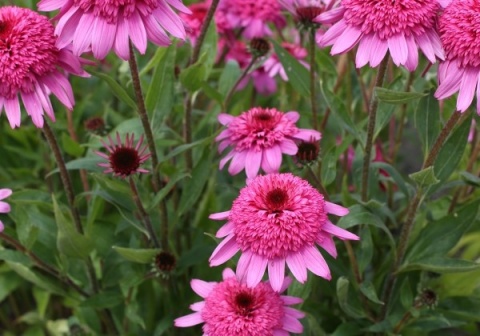 Jeżówka- Echinecea 'Delicious Strawberry' (L)