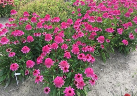Jeżówka- Echinecea 'Delicious Strawberry' (L)