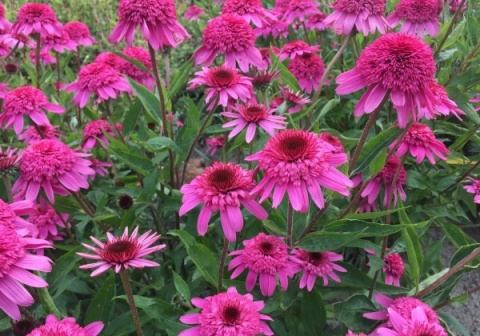 Jeżówka- Echinecea 'Delicious Strawberry' (L)