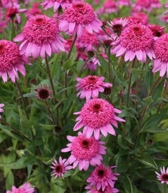 Jeżówka- Echinecea 'Delicious Strawberry' (L)