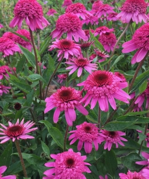 Jeżówka- Echinecea 'Delicious Strawberry' (L)