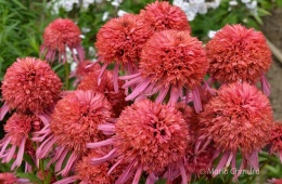 Jeżówka- Echinacea 'Guava Ice' (L)