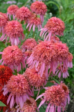 Jeżówka- Echinacea 'Guava Ice' (L)