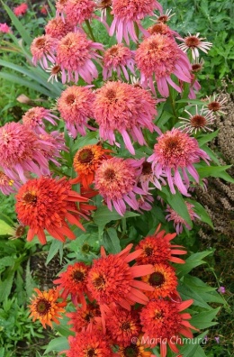 Jeżówka- Echinacea 'Guava Ice' (W)