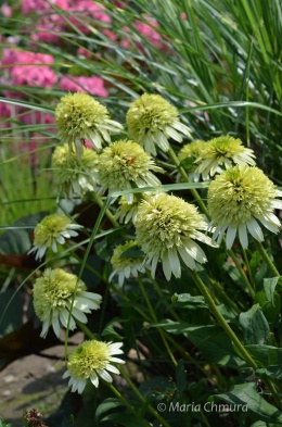 Jeżówka- Echinacea 'Honeydew' (GK)