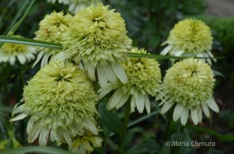 Jeżówka- Echinacea 'Honeydew' (GK)
