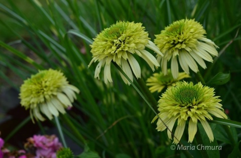 Jeżówka- Echinacea 'Honeydew' (GK)