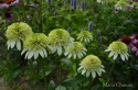 Jeżówka- Echinacea 'Honeydew' (GK)