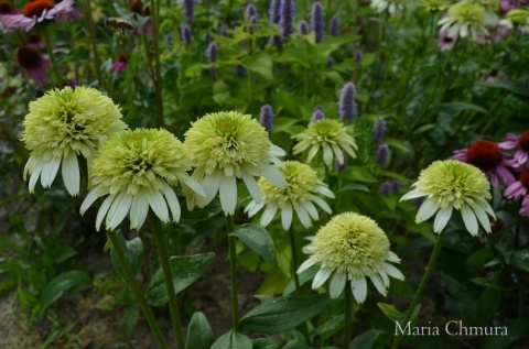 Jeżówka- Echinacea 'Honeydew' (GK)