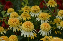 Jeżówka- Echinacea 'Lemon Drop' (GK)