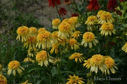 Jeżówka- Echinacea 'Lemon Drop' (GK)