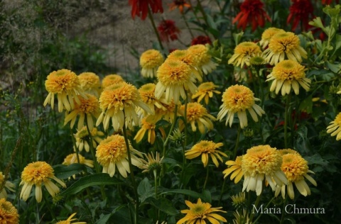 Jeżówka- Echinacea 'Lemon Drop' (GK)