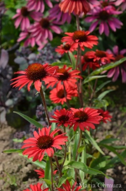 Jeżówka- Echinacea 'Prima Ruby' (W)